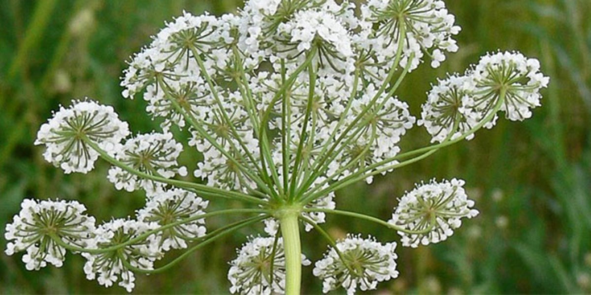 خواص انیسون