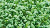 فواید سبزی شاهی