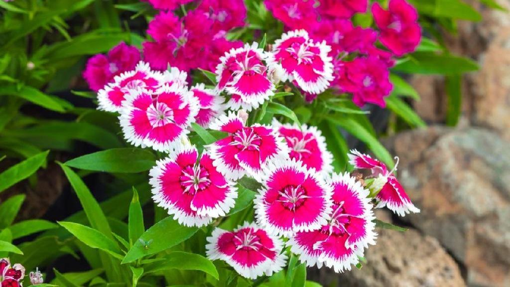 خواص و فواید گل میخک