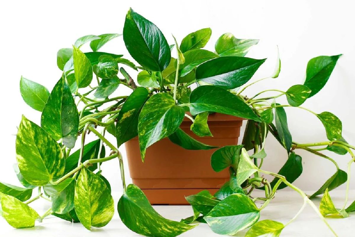 خواص گل پتوس