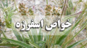 خواص اسفرزه