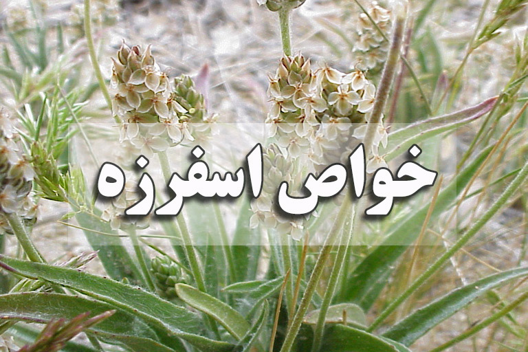 خواص اسفرزه