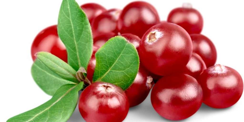 فواید مصرف کرن‌بری
